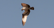 23rd May 2020 - Osprey, About to Drop!