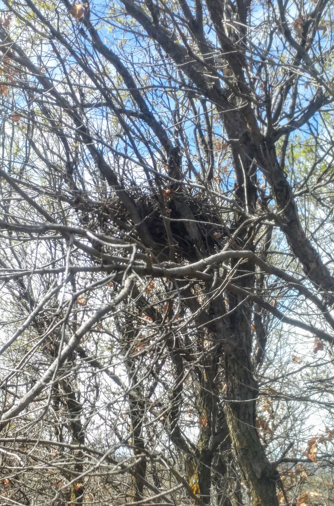 A Large Bird's Nest by harbie
