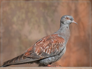 24th May 2020 - Juvenile Speckled Pigeon