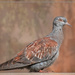Juvenile Speckled Pigeon by ludwigsdiana