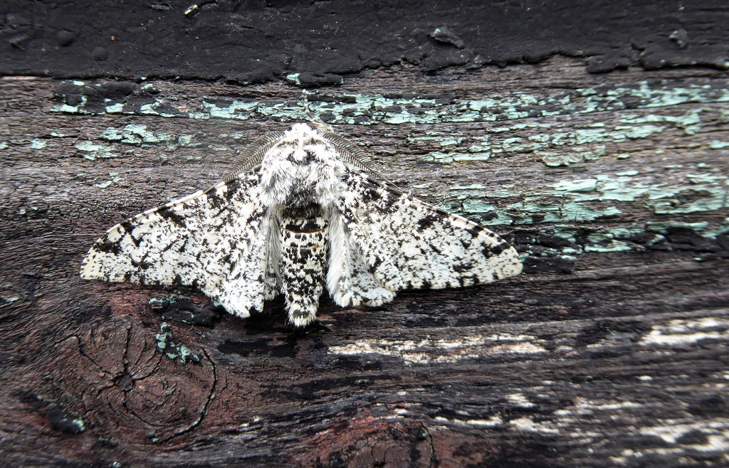 peppered moth by steveandkerry