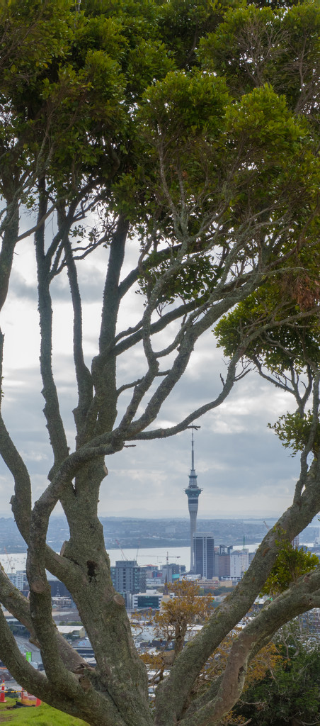 Auckland Sky Tower between the tree by creative_shots