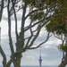 Auckland Sky Tower between the tree by creative_shots