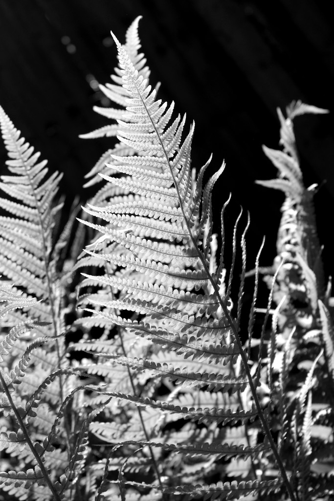 19th May Fern in BW by valpetersen