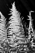19th May 2020 - 19th May Fern in BW