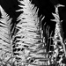 19th May Fern in BW by valpetersen