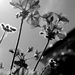 20th May Pelargonium 1 by valpetersen
