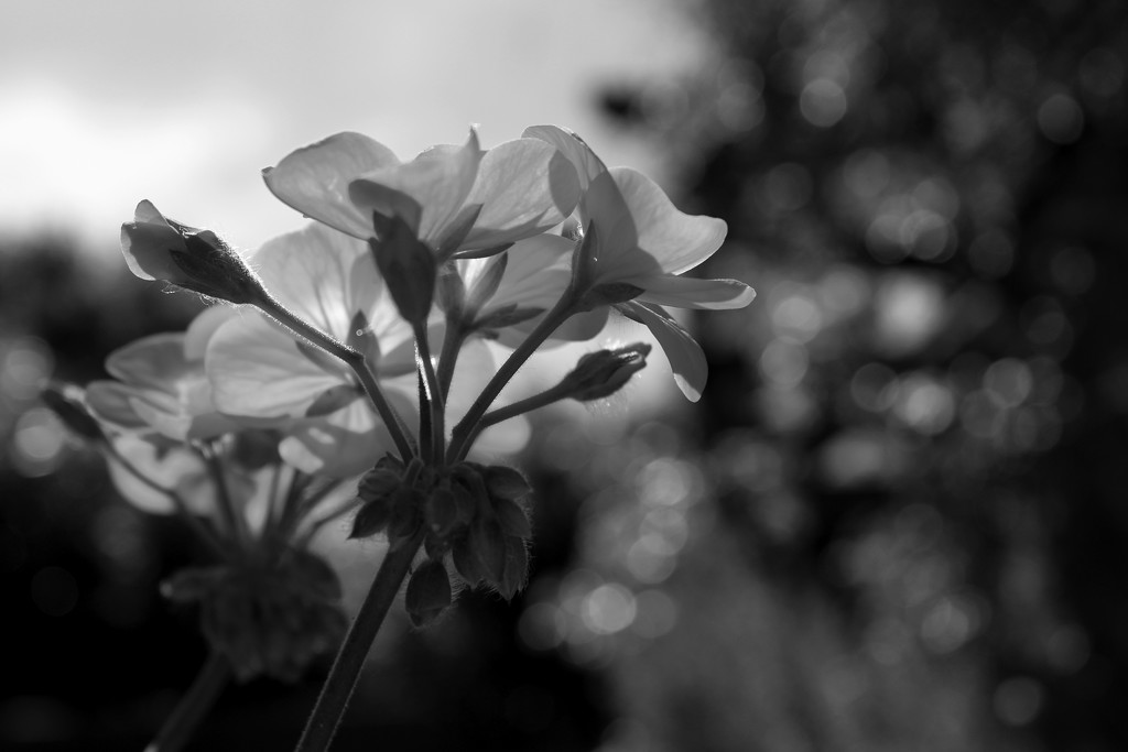 21st May Pelargonium 2 by valpetersen