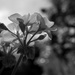 21st May Pelargonium 2 by valpetersen