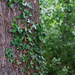 Tree trunk by rumpelstiltskin