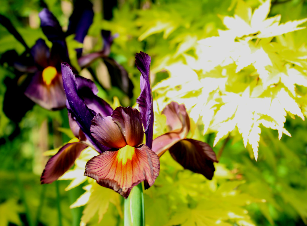 22nd May iris & acer  by valpetersen