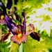 22nd May iris & acer  by valpetersen