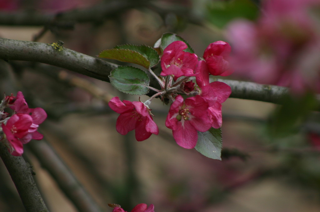 Яблоня в цвету.  by nyngamynga