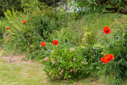 24th May 2020 - The poppies are opening!!