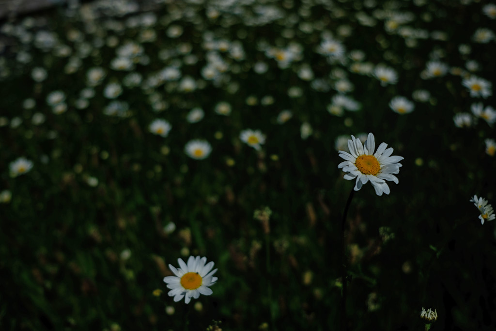 Shasta daisies by rumpelstiltskin