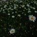 Shasta daisies by rumpelstiltskin