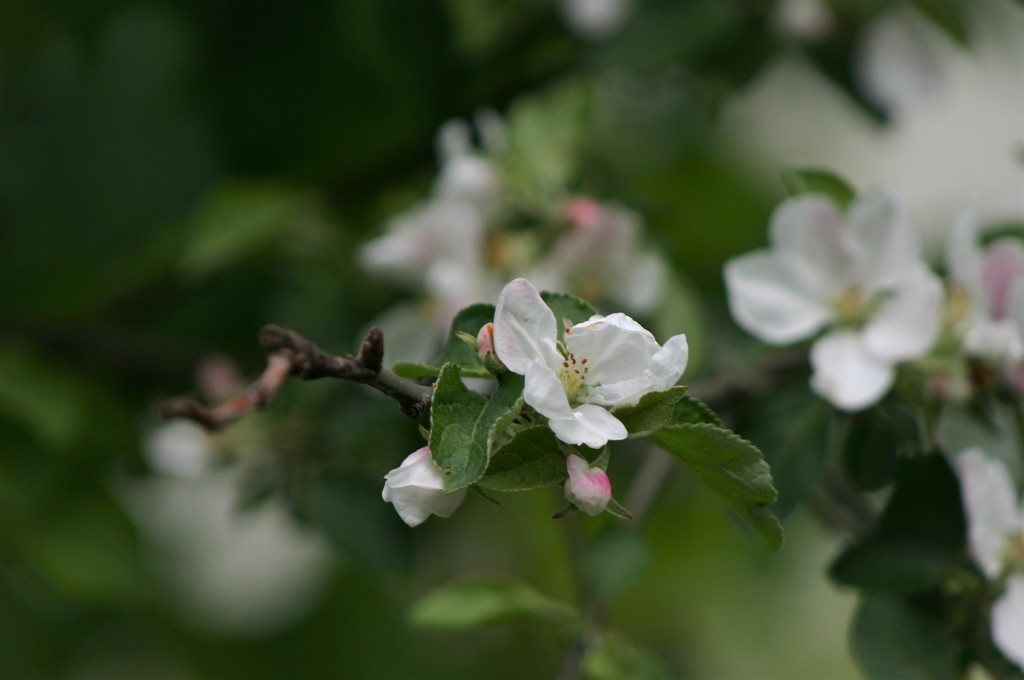 Яблоня в цвету. by nyngamynga