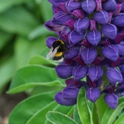 24th May 2020 - bee, lupin, and leaves