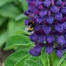 bee, lupin, and leaves by quietpurplehaze
