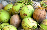 24th May 2020 - Coconut Harvest