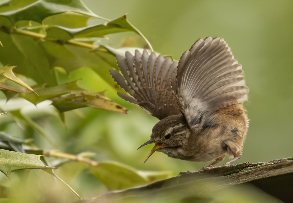 Wren doing a song and dance by shepherdmanswife