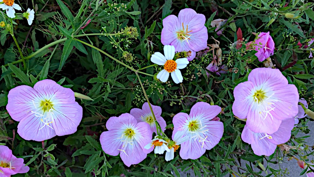 Evening primrose by congaree