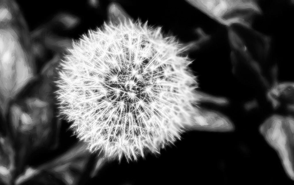 Annual dandelion puff photo by joansmor