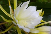 24th May 2020 - LHG-5968- night Blooming Cereus