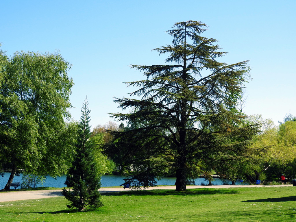 Trees at Green Lake by seattlite