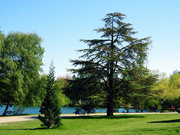 24th May 2020 - Trees at Green Lake