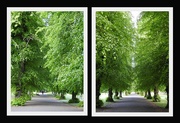 17th May 2020 - Avenue of Trees 3