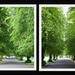 Avenue of Trees 3 by oldjosh