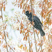 Blackbird and Blossoms by gardencat