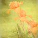 The wonderful iris by essiesue