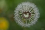 24th May 2020 - For the LOVE of dandelions