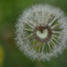 For the LOVE of dandelions by fayefaye