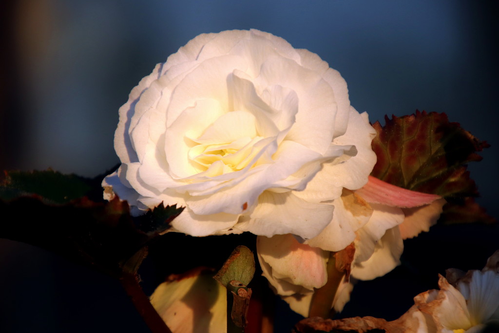 White Flower At Sunset by randy23