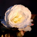 White Flower by randy23