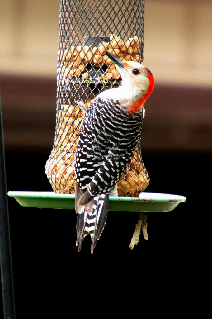 Red Headed Woodpecker by randy23