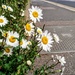 Oxeye daisies by boxplayer