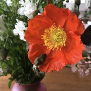 24th May 2020 - Popped Poppies 
