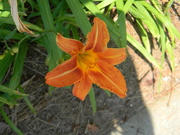 24th May 2020 - Orange Flower