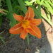Orange Flower by sfeldphotos