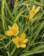 24th May 2020 - Day Lilies