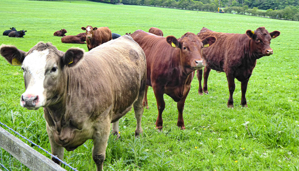 Field of Cows by frequentframes