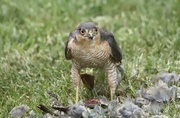24th May 2020 - Sparrowhawk Diner