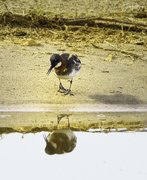 24th May 2020 - Red Necked Phalarope Talking To Her Reflection