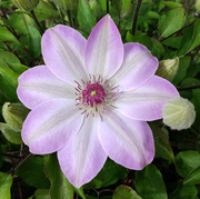 24th May 2020 - Clematis in bloom