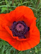24th May 2020 - Another poppy heart. 