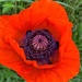 Another poppy heart.  by cocobella